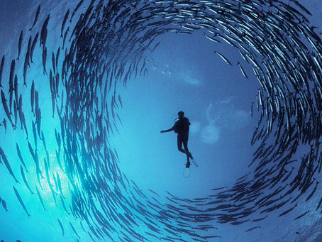 The Oceans, the lungs of our Planet