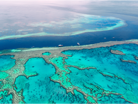 The Lungs of the Planet deserve our attention! 