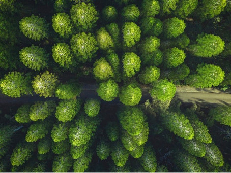 PACE, the go-to online Sustainability course for companies.PACE, 企业线上可持续课程的不二选择 