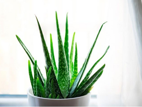 Plants that help clean your air: which ones and why